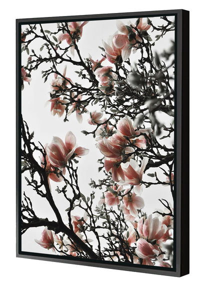 Studio Nahili -  Beautiful Blush Magnolia