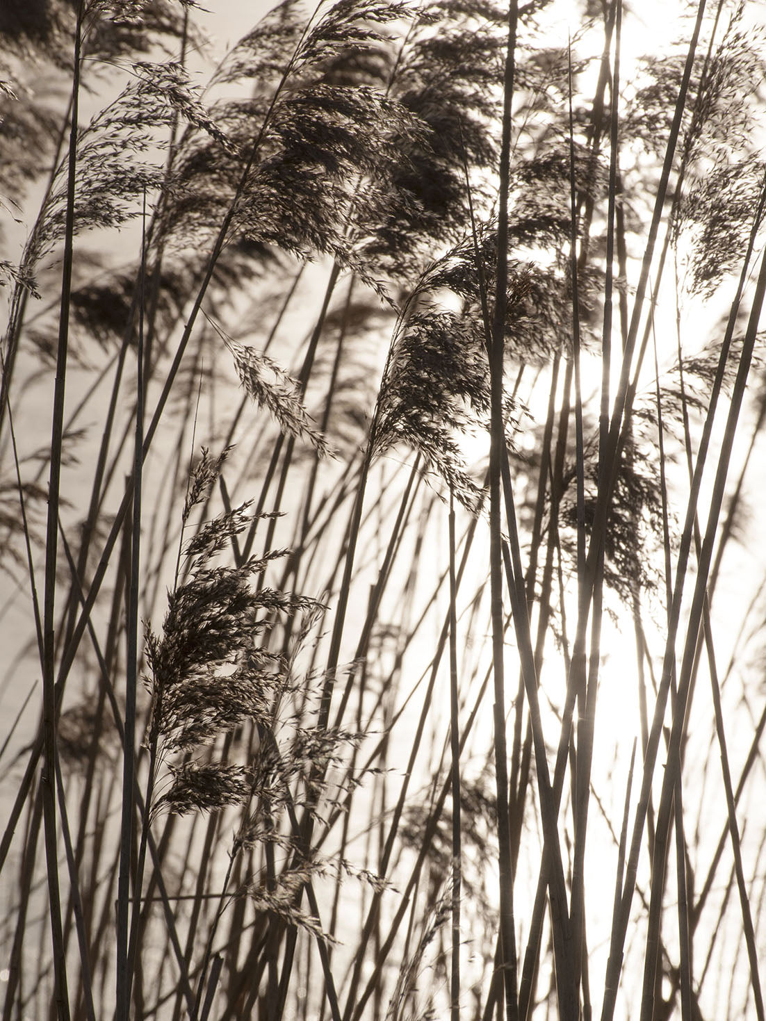 Studio Nahili -  Grasses In The Golden Sunset