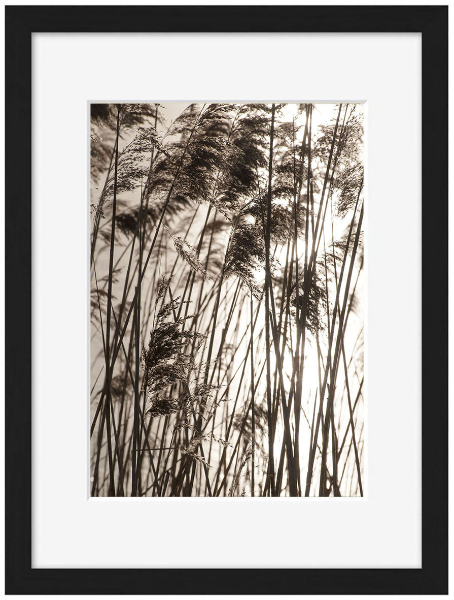 Studio Nahili -  Grasses In The Golden Sunset