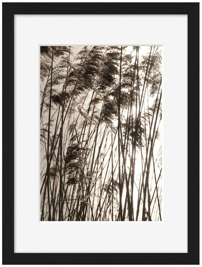 Studio Nahili -  Grasses In The Golden Sunset