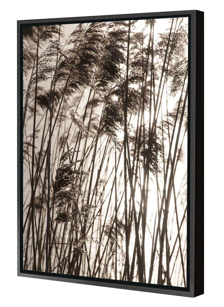 Studio Nahili -  Grasses In The Golden Sunset