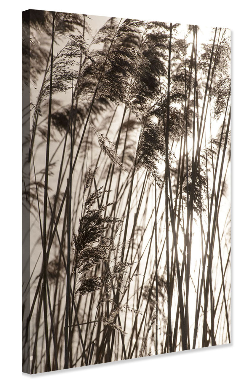 Studio Nahili -  Grasses In The Golden Sunset