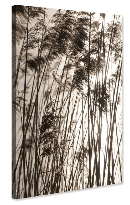 Studio Nahili -  Grasses In The Golden Sunset