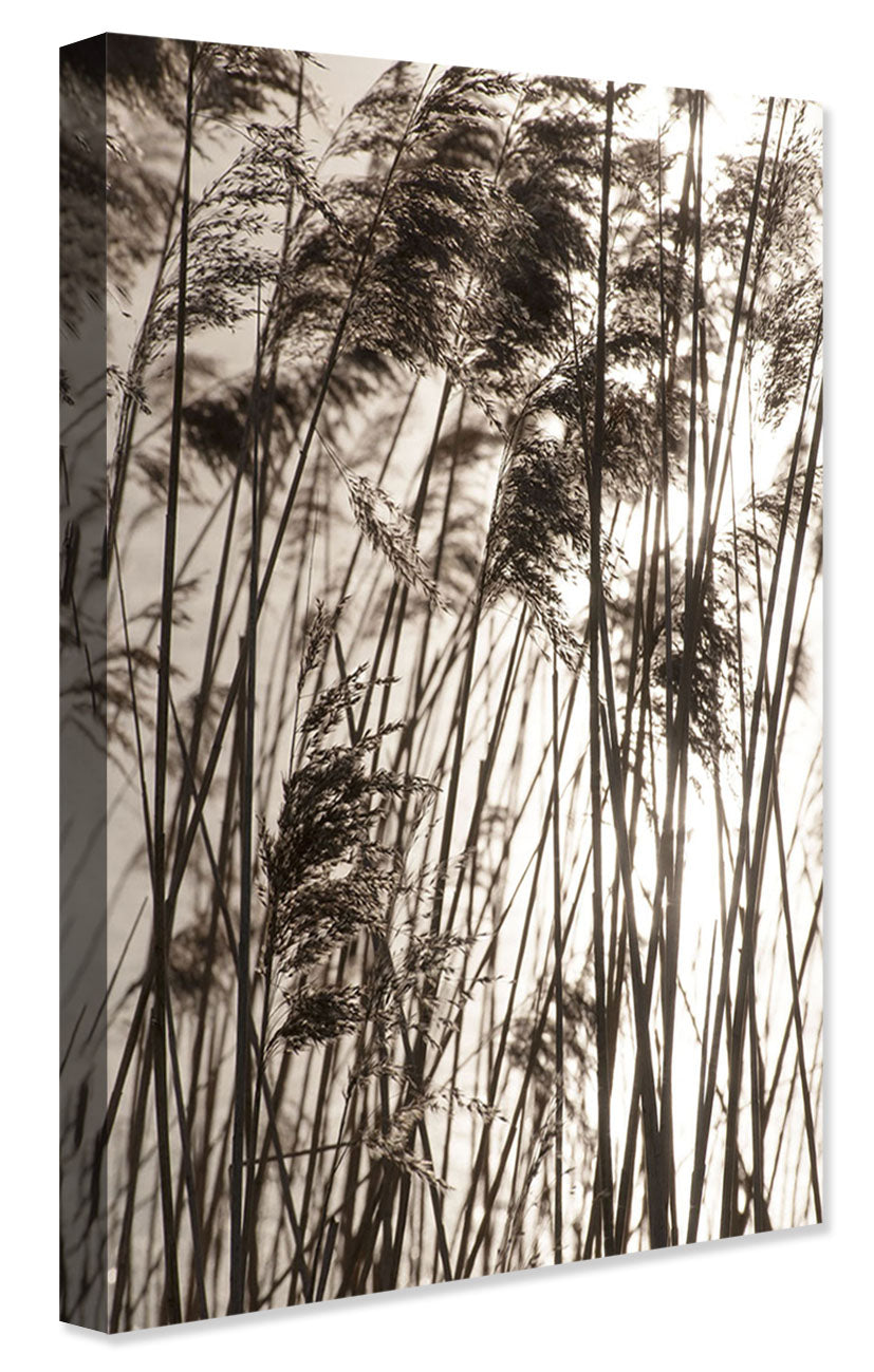 Studio Nahili -  Grasses In The Golden Sunset
