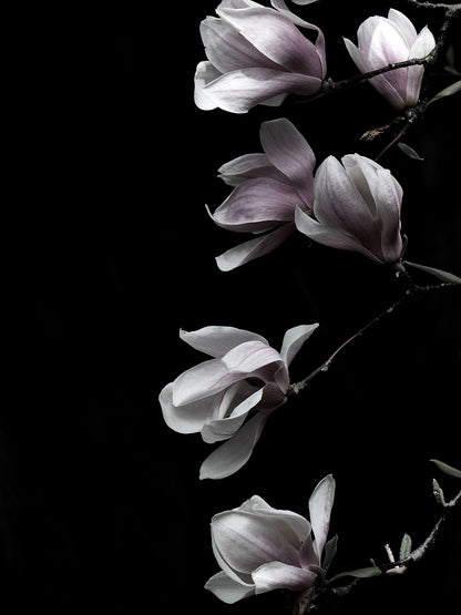 Studio Nahili -  Magnolia On Black