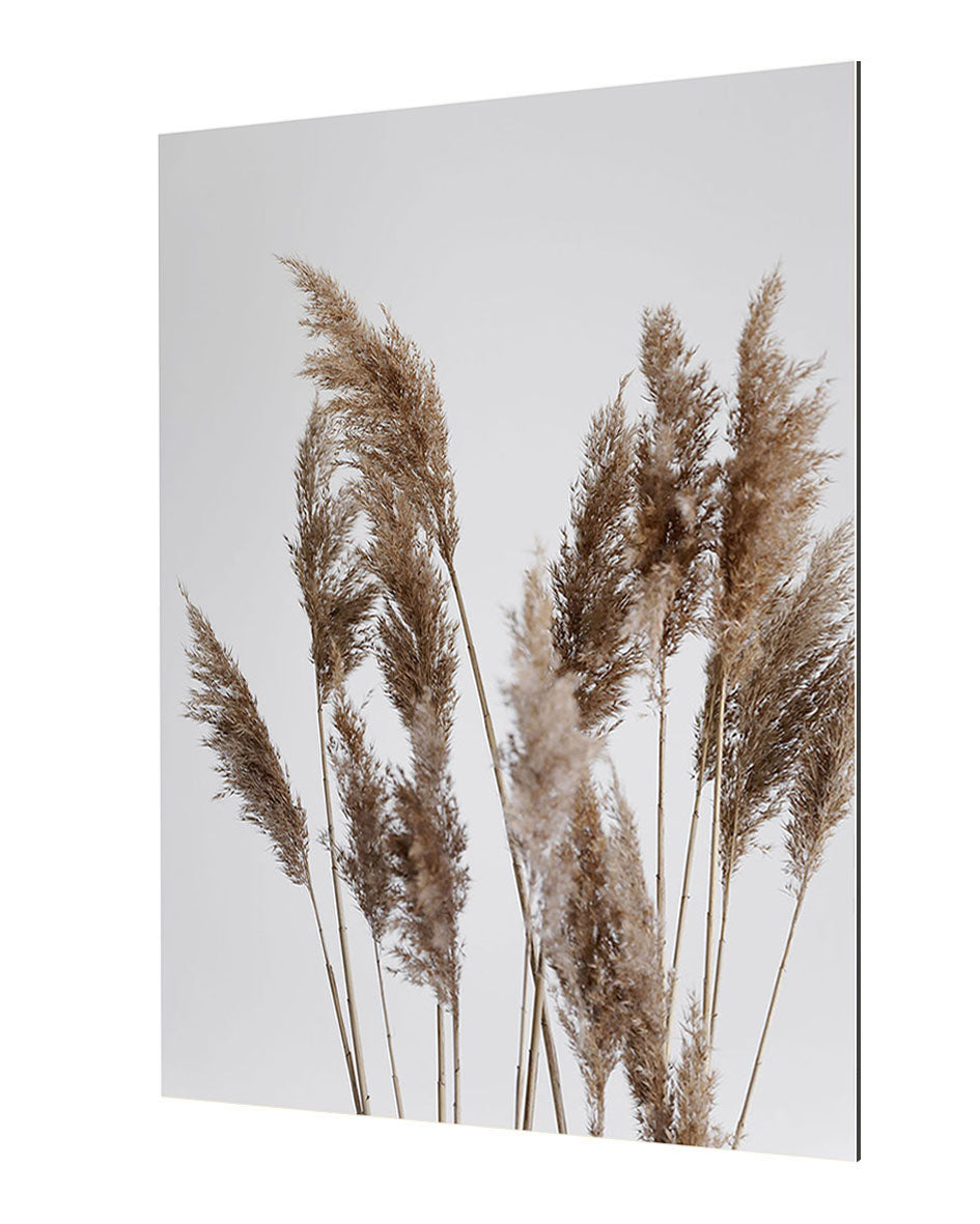 Studio Nahili -  Pampas Reed In The Wind