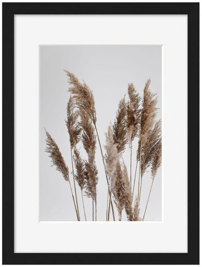 Studio Nahili -  Pampas Reed In The Wind