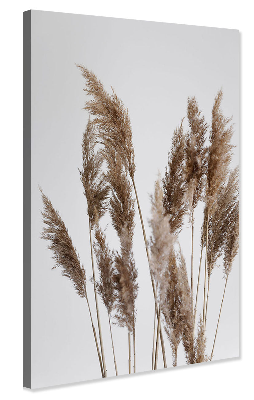 Studio Nahili -  Pampas Reed In The Wind