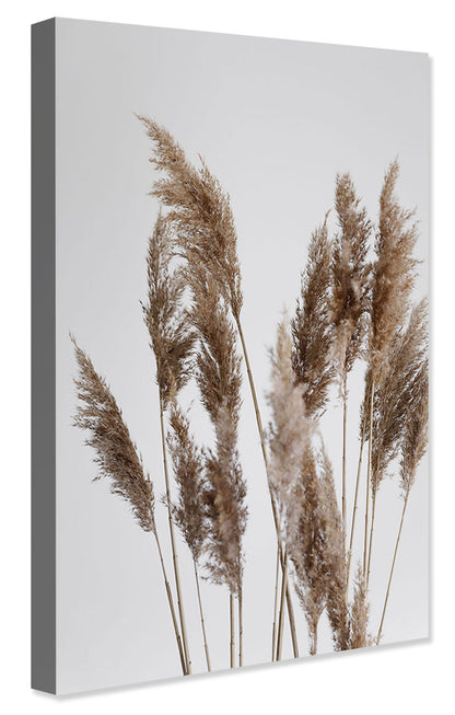 Studio Nahili -  Pampas Reed In The Wind