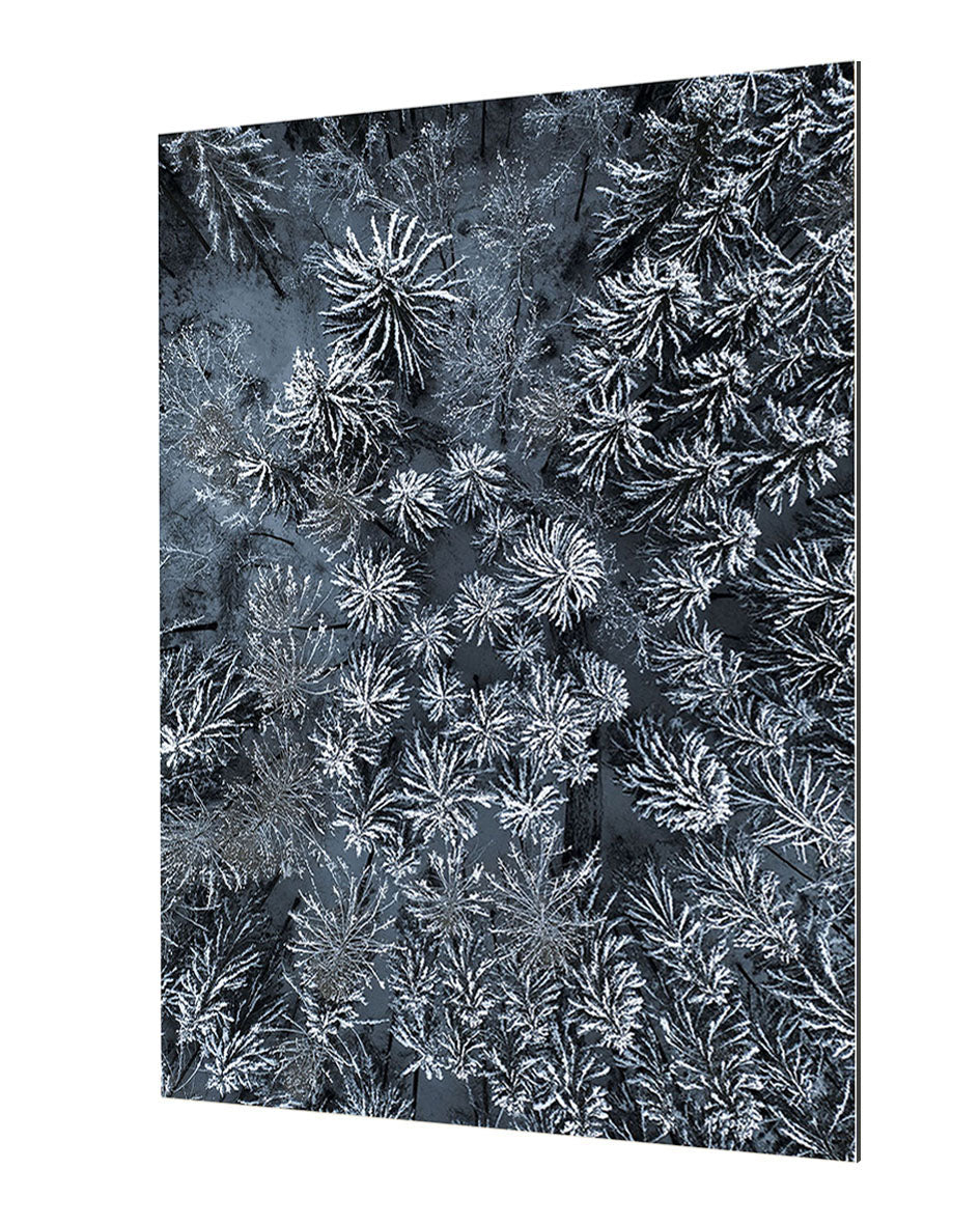 Studio Nahili -  Path Through The Winter Forest