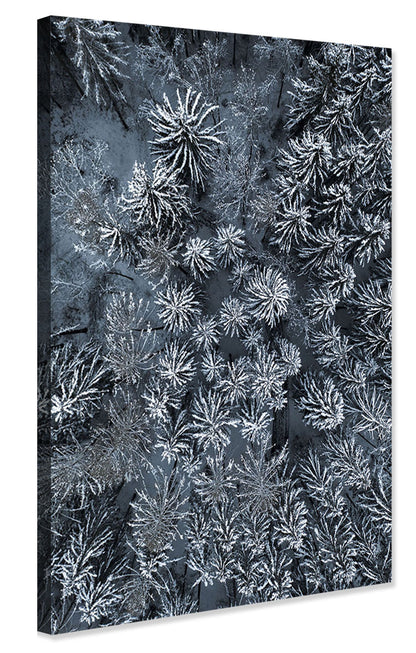 Studio Nahili -  Path Through The Winter Forest