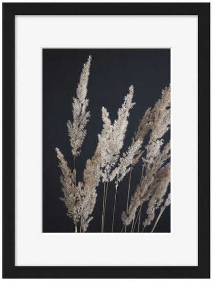 Studio Nahili -  Perfect Pampas In The Dark