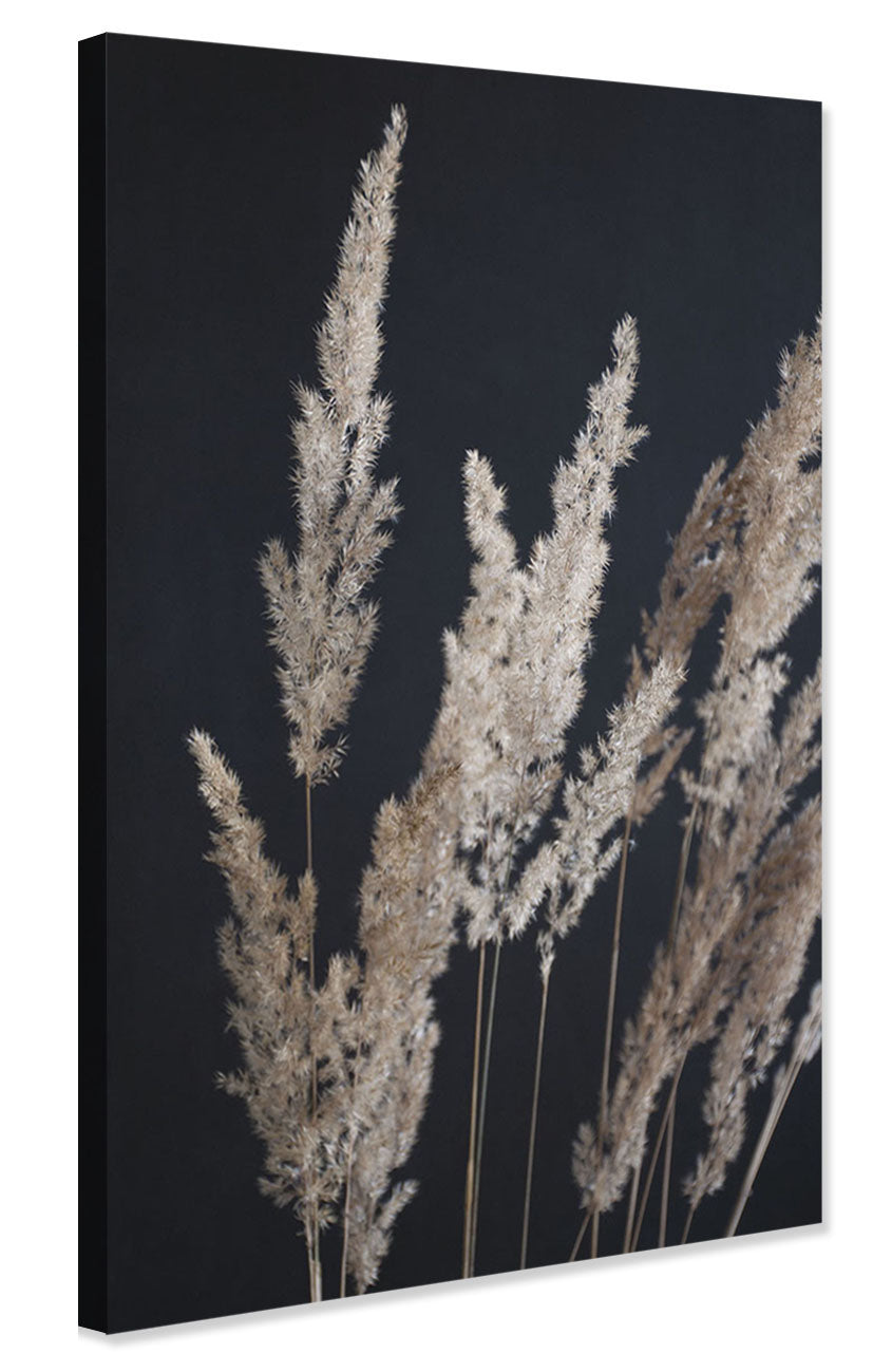 Studio Nahili -  Perfect Pampas In The Dark