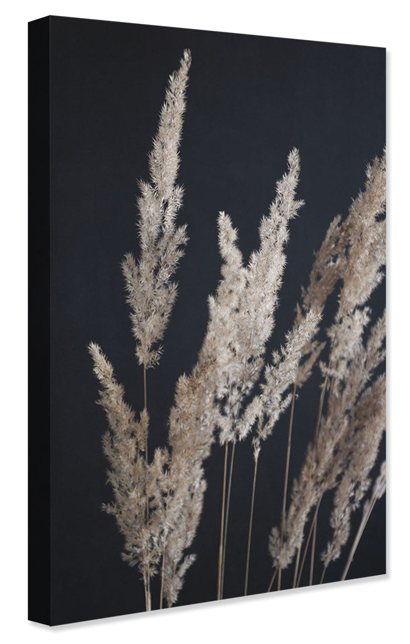 Studio Nahili -  Perfect Pampas In The Dark