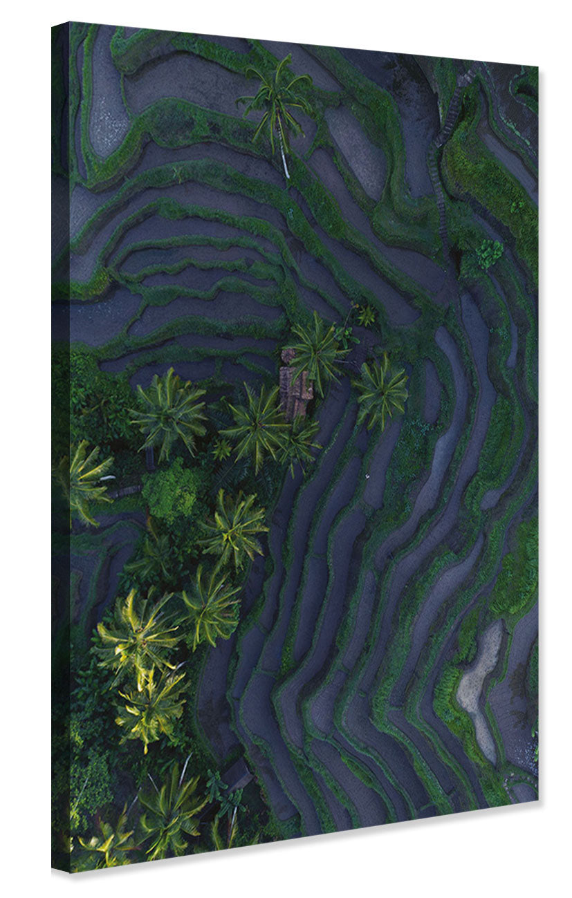 Studio Nahili -  Tropical Risefields From Above