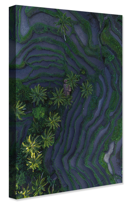 Studio Nahili -  Tropical Risefields From Above