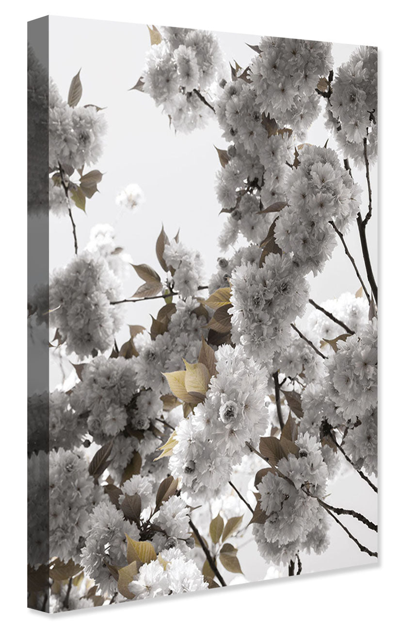 Studio Nahili -  White Spring Blossoms