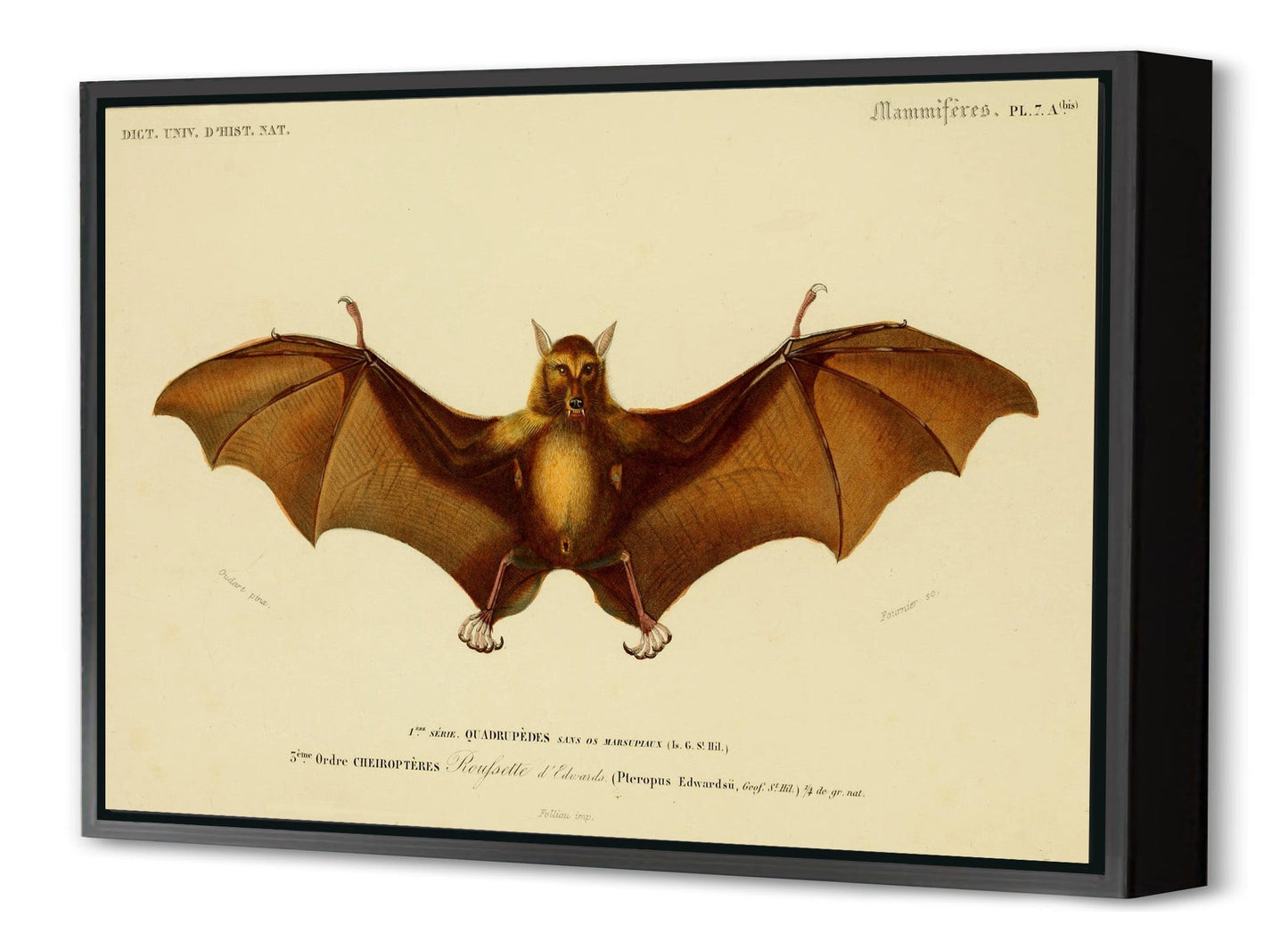 Bat-birds, print-Canvas Print with Box Frame-40 x 60 cm-BLUE SHAKER