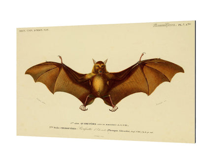 Bat-birds, print-Alu Dibond 3mm-40 x 60 cm-BLUE SHAKER