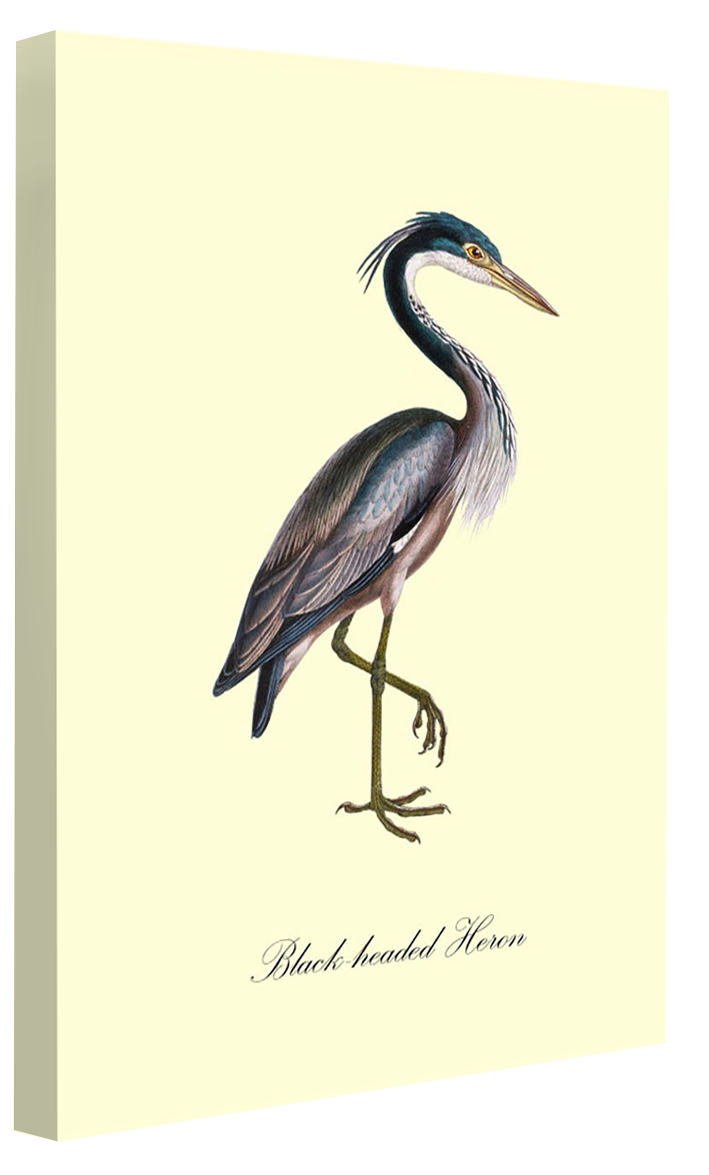 Black-Headed Heron-birds, print-Canvas Print - 20 mm Frame-50 x 75 cm-BLUE SHAKER
