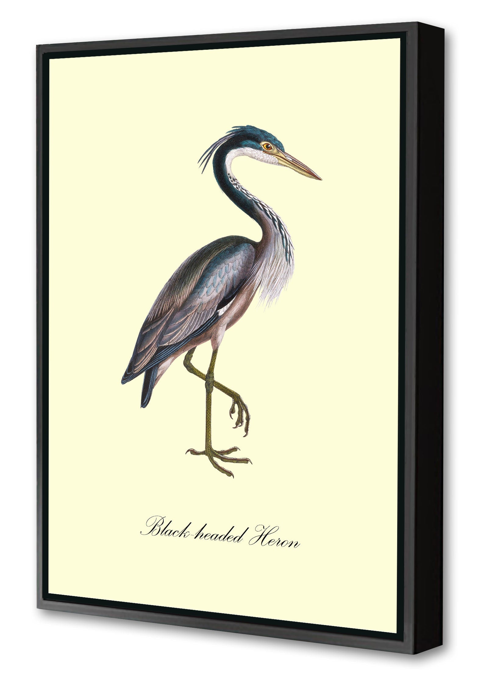 Black-Headed Heron-birds, print-Canvas Print with Box Frame-40 x 60 cm-BLUE SHAKER