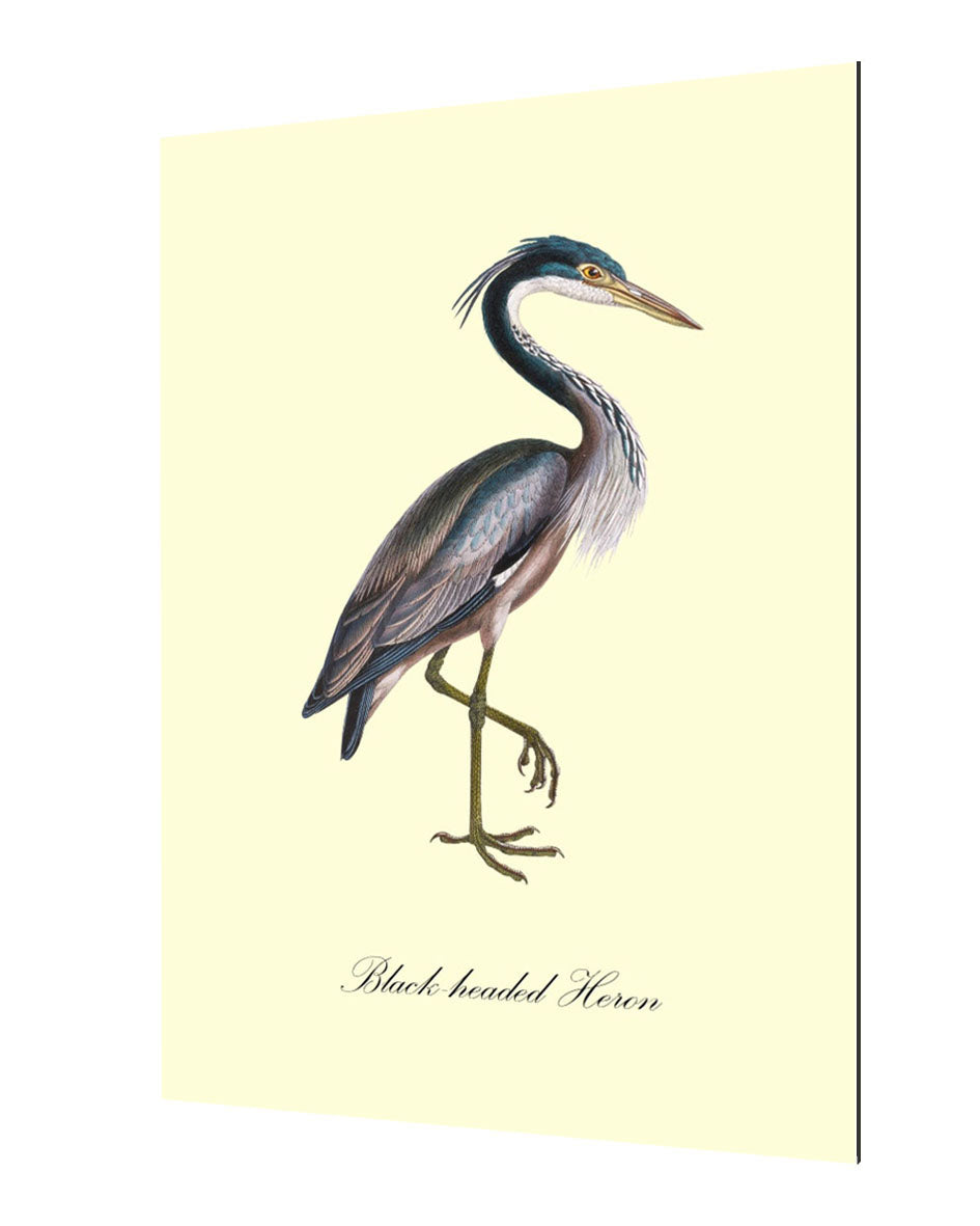 Black-Headed Heron-birds, print-Alu Dibond 3mm-40 x 60 cm-BLUE SHAKER
