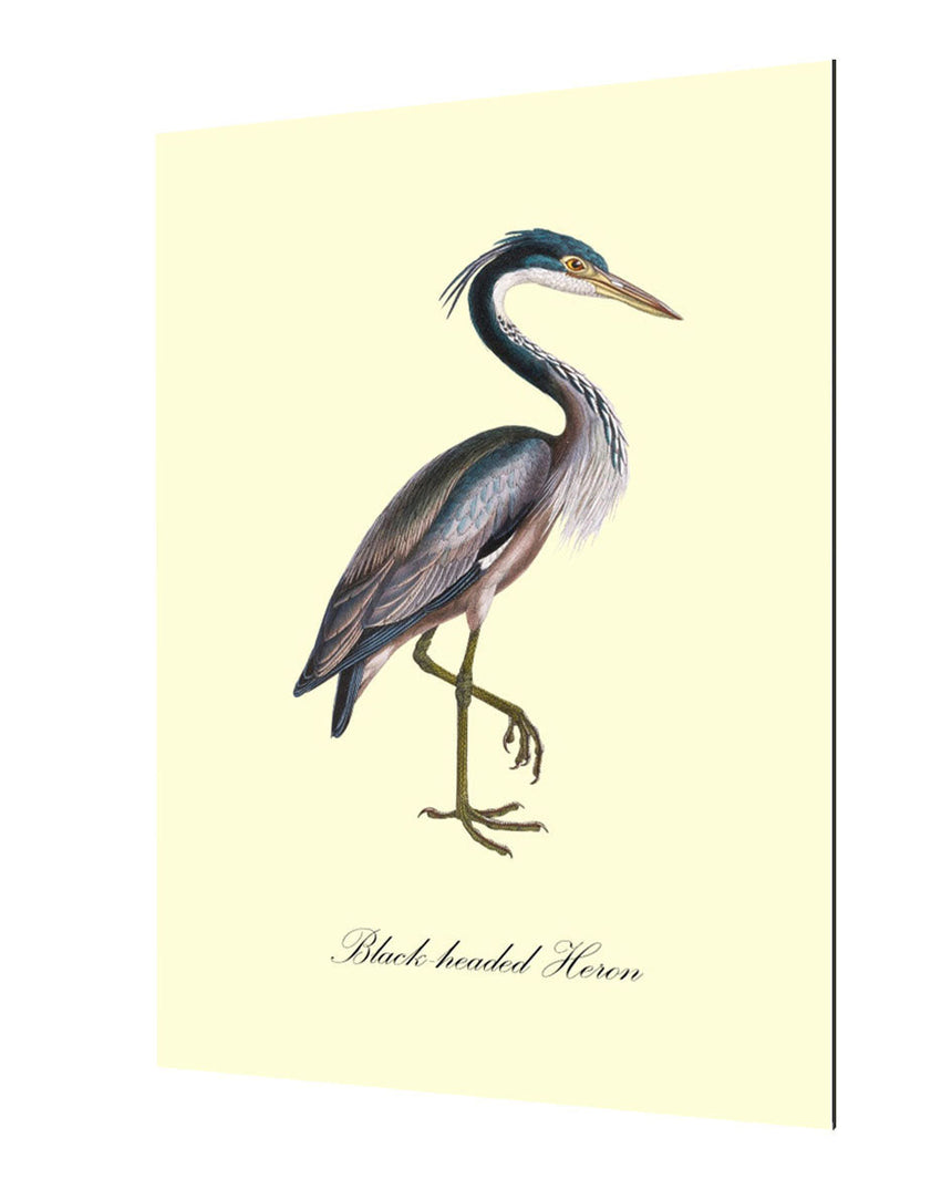 Black-Headed Heron - Blue Shaker - Poster Affiche -