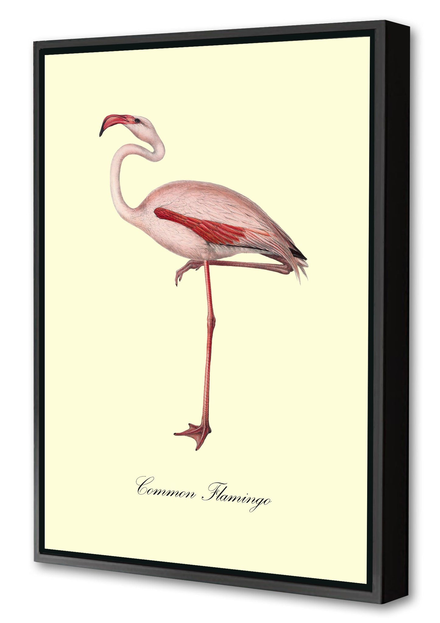 Common Flamingo-birds, print-Canvas Print with Box Frame-40 x 60 cm-BLUE SHAKER
