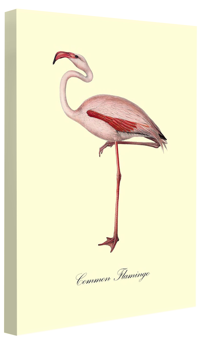 Common Flamingo-birds, print-Canvas Print - 20 mm Frame-50 x 75 cm-BLUE SHAKER