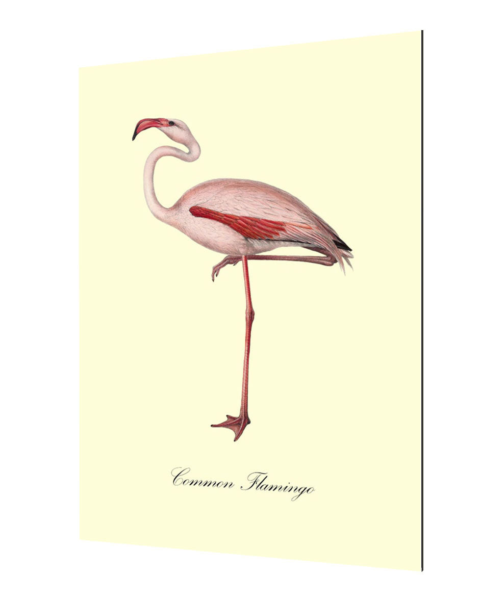 Common Flamingo-birds, print-Alu Dibond 3mm-40 x 60 cm-BLUE SHAKER
