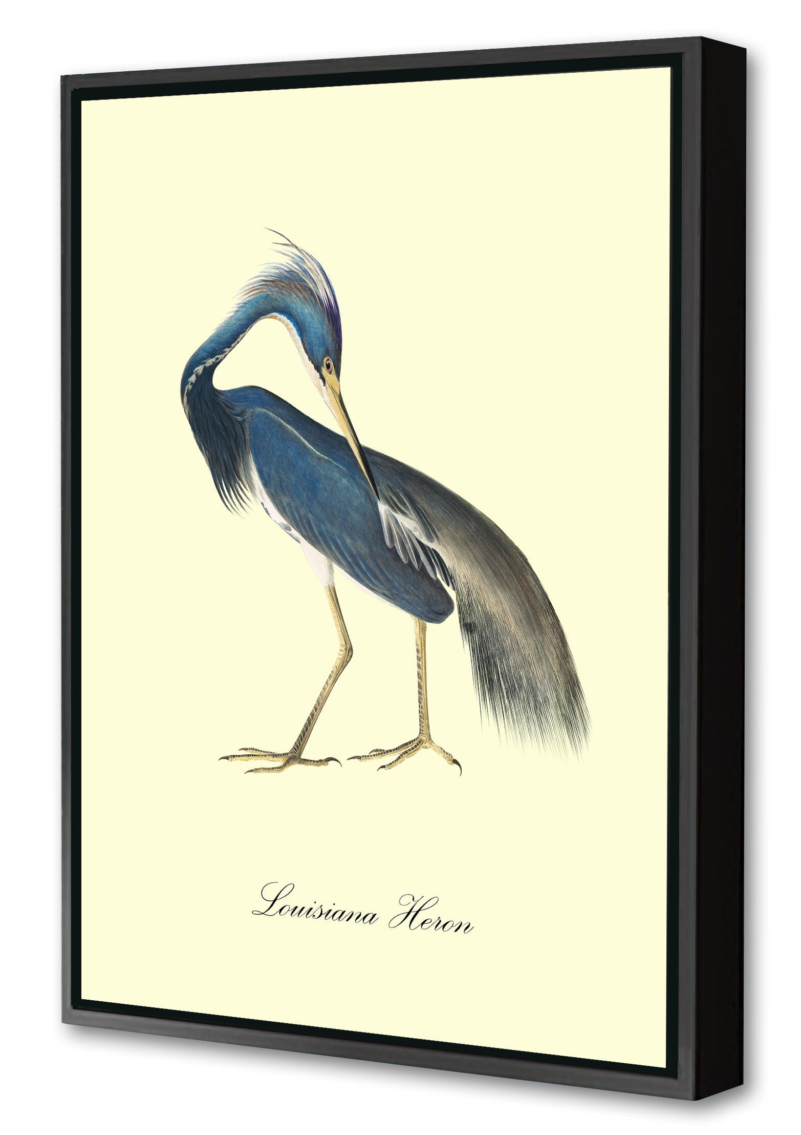 Louisiana Heron-birds, print-Canvas Print with Box Frame-40 x 60 cm-BLUE SHAKER