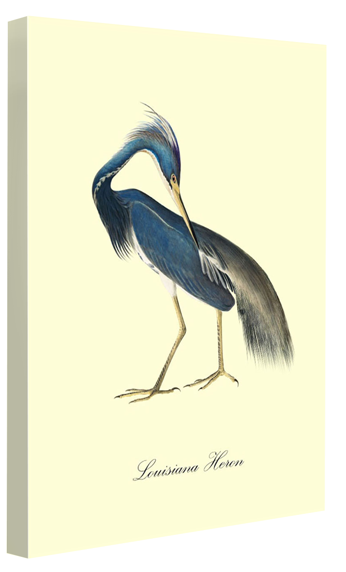 Louisiana Heron - Blue Shaker - Poster Affiche -