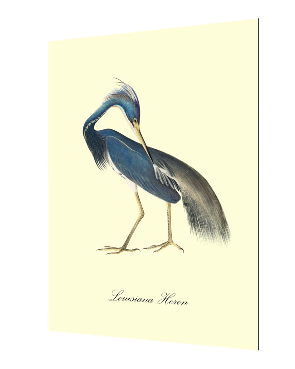 Louisiana Heron-birds, print-Alu Dibond 3mm-40 x 60 cm-BLUE SHAKER