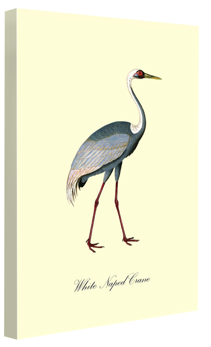White-Naped Crane-birds, print-Canvas Print - 20 mm Frame-50 x 75 cm-BLUE SHAKER