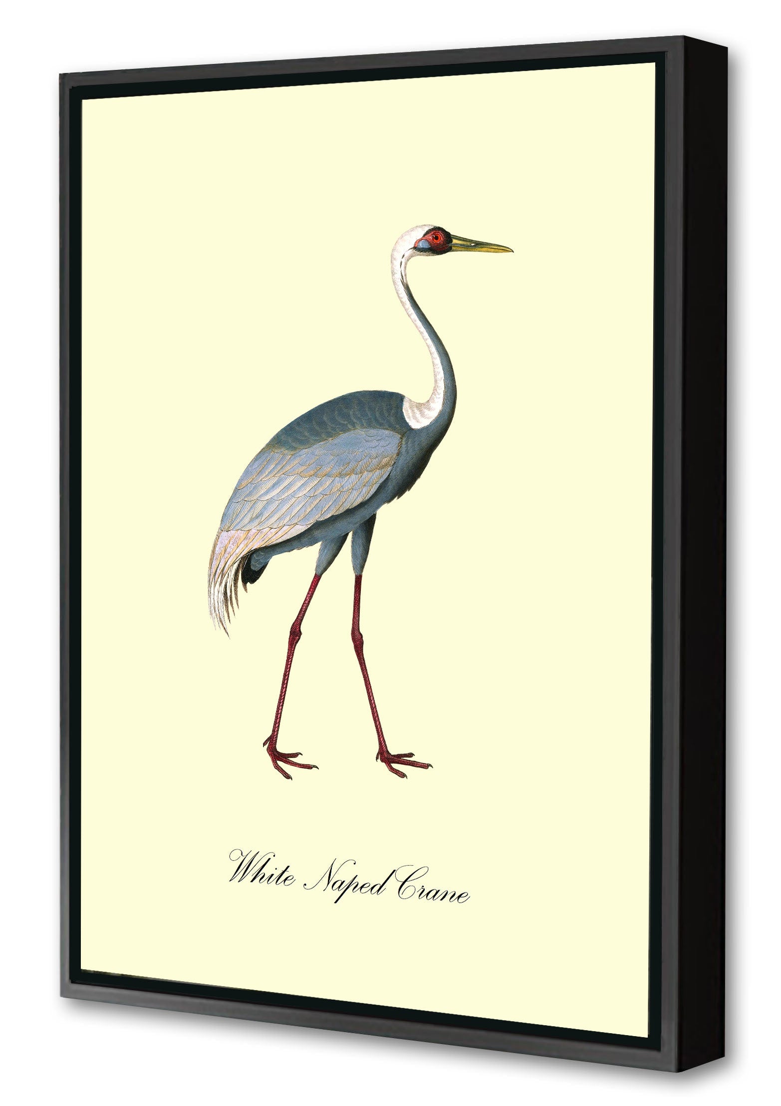 White-Naped Crane-birds, print-Canvas Print with Box Frame-40 x 60 cm-BLUE SHAKER