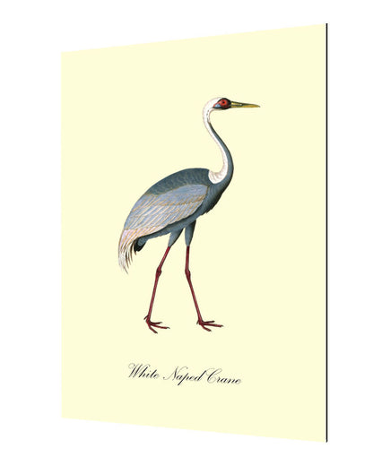 White-Naped Crane-birds, print-Alu Dibond 3mm-40 x 60 cm-BLUE SHAKER