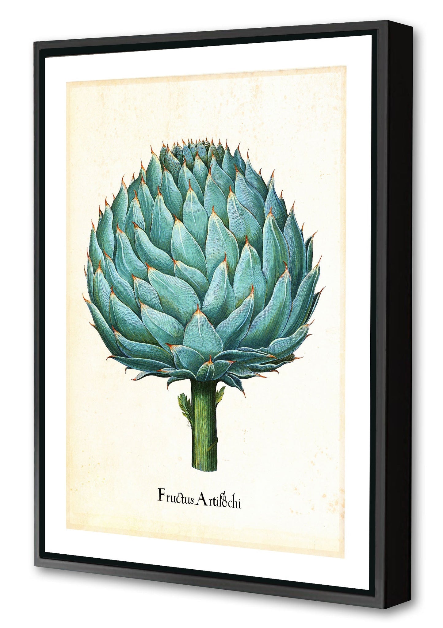 Pl Artichoke 2-botanical, print-Canvas Print with Box Frame-40 x 60 cm-BLUE SHAKER
