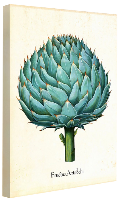 Pl Artichoke 2-botanical, print-Canvas Print - 20 mm Frame-50 x 75 cm-BLUE SHAKER