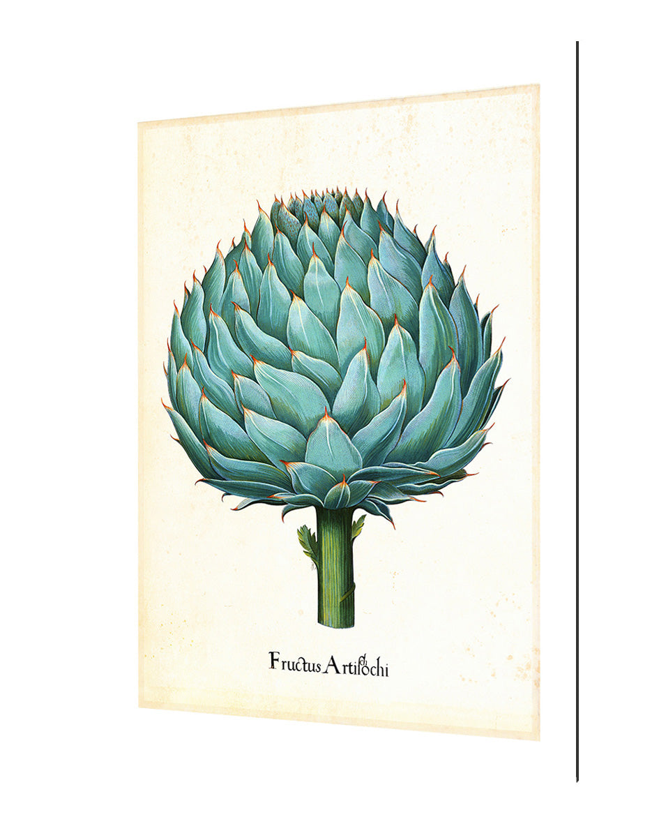 Pl Artichoke 2-botanical, print-Alu Dibond 3mm-40 x 60 cm-BLUE SHAKER