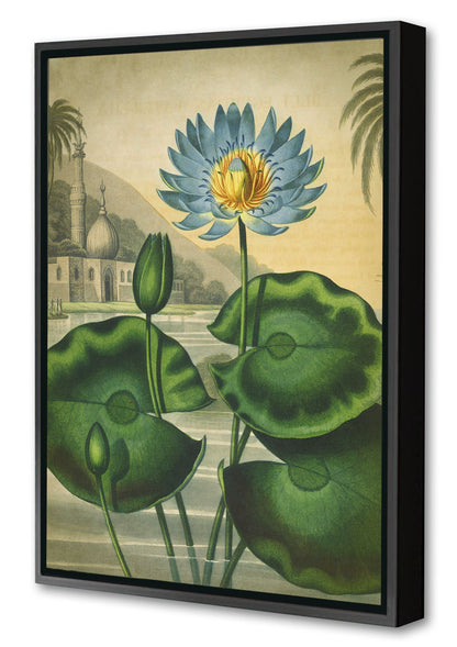 Fl Blue Egyptian-botanical, print-Canvas Print with Box Frame-40 x 60 cm-BLUE SHAKER