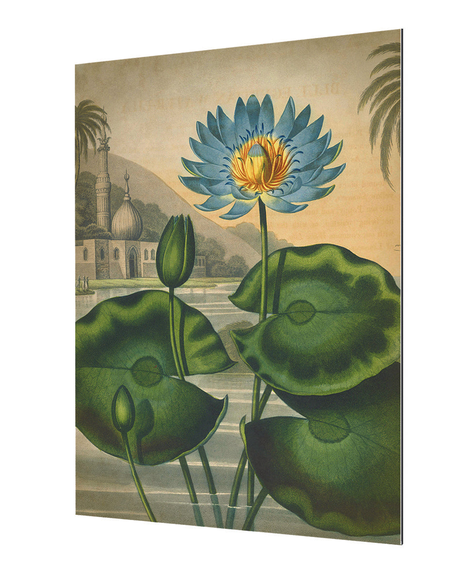 Fl Blue Egyptian-botanical, print-Alu Dibond 3mm-40 x 60 cm-BLUE SHAKER