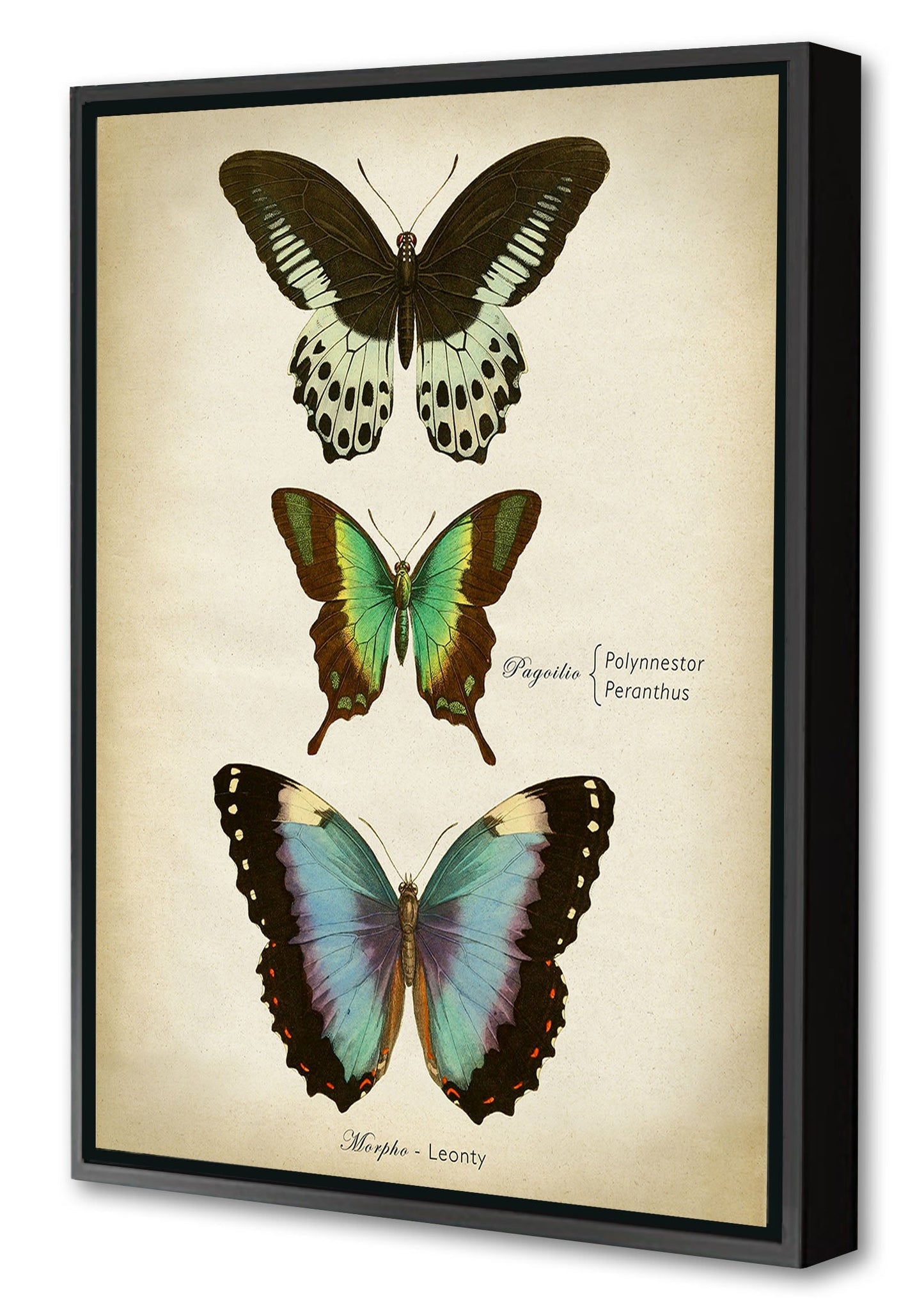 Butterflies Blue-botanical, print-Canvas Print with Box Frame-40 x 60 cm-BLUE SHAKER