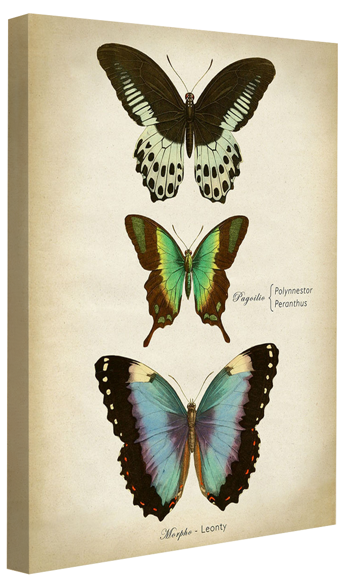Butterflies Blue-botanical, print-Canvas Print - 20 mm Frame-50 x 75 cm-BLUE SHAKER