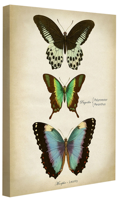 Butterflies Blue-botanical, print-Canvas Print - 20 mm Frame-50 x 75 cm-BLUE SHAKER