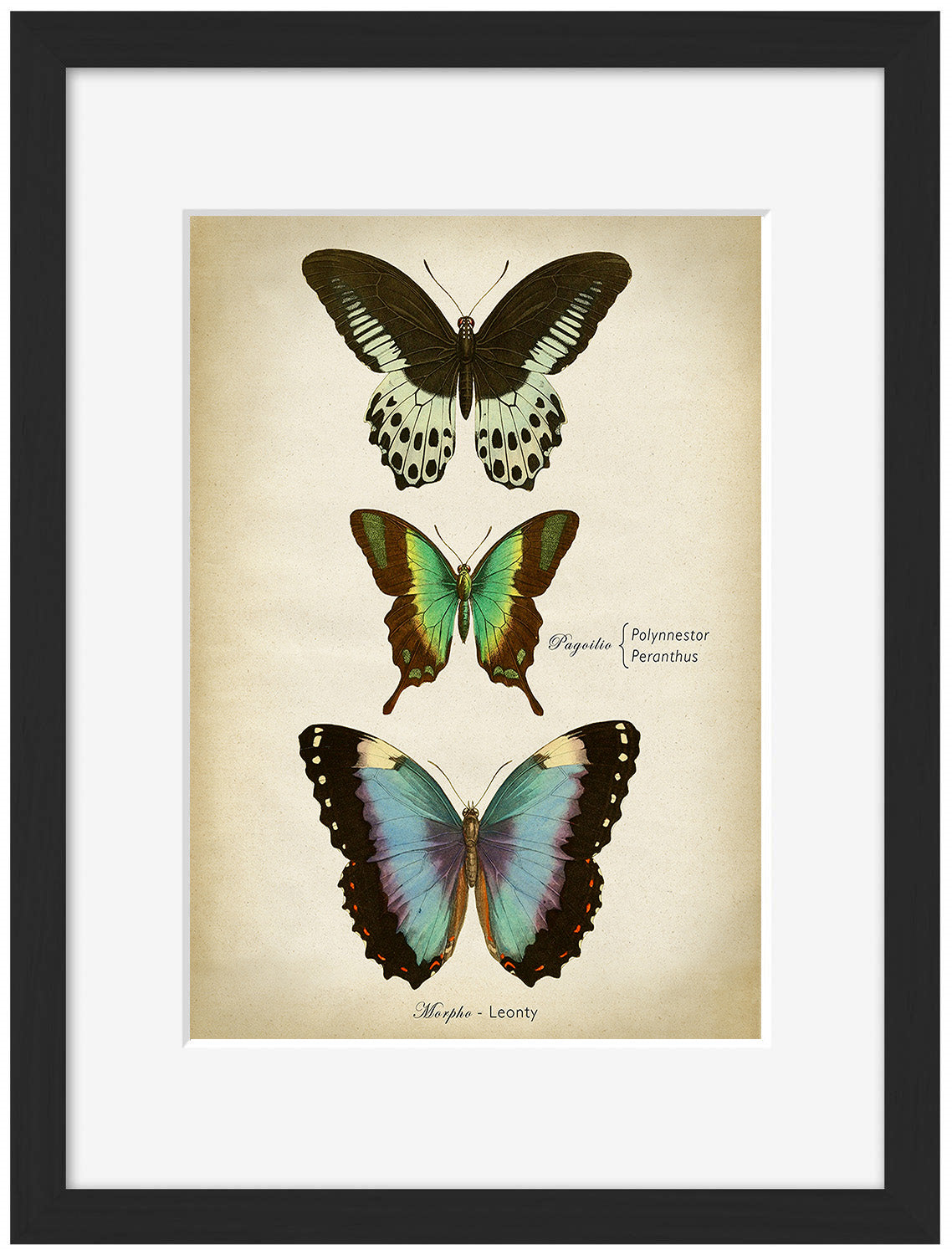 Butterflies Blue-botanical, print-Framed Print-30 x 40 cm-BLUE SHAKER