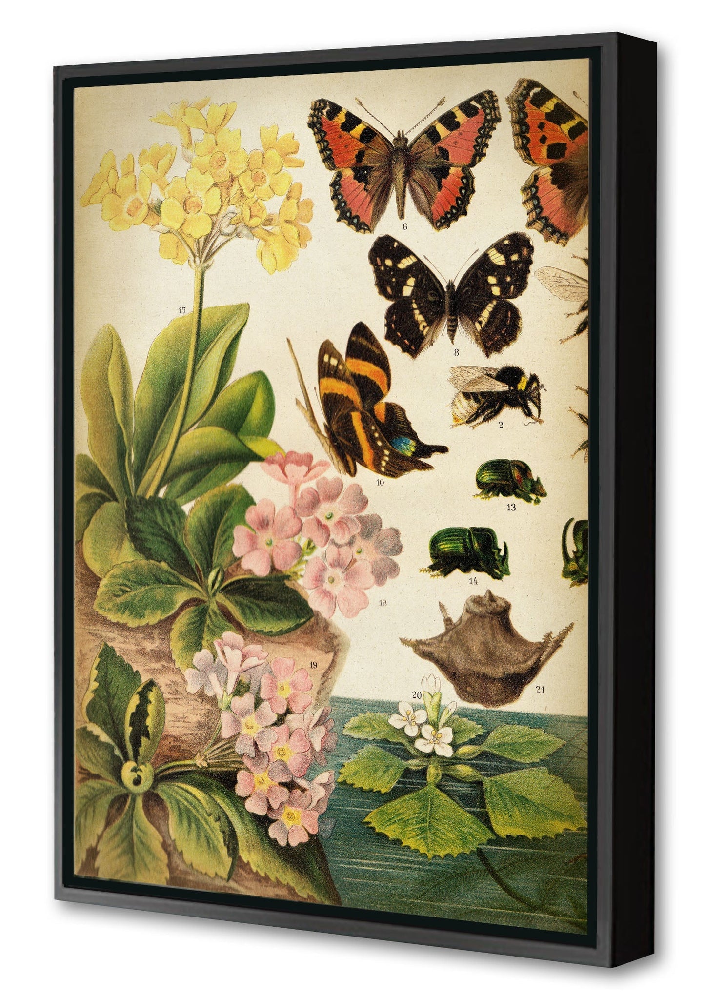 Butterflies Darwinism 1-botanical, print-Canvas Print with Box Frame-40 x 60 cm-BLUE SHAKER