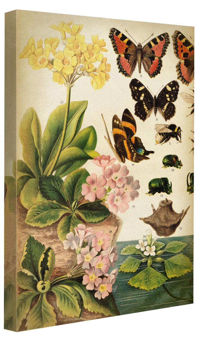 Butterflies Darwinism 1-botanical, print-Canvas Print - 20 mm Frame-50 x 75 cm-BLUE SHAKER