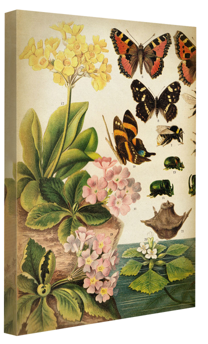 Butterflies Darwinism 1-botanical, print-Canvas Print - 20 mm Frame-50 x 75 cm-BLUE SHAKER