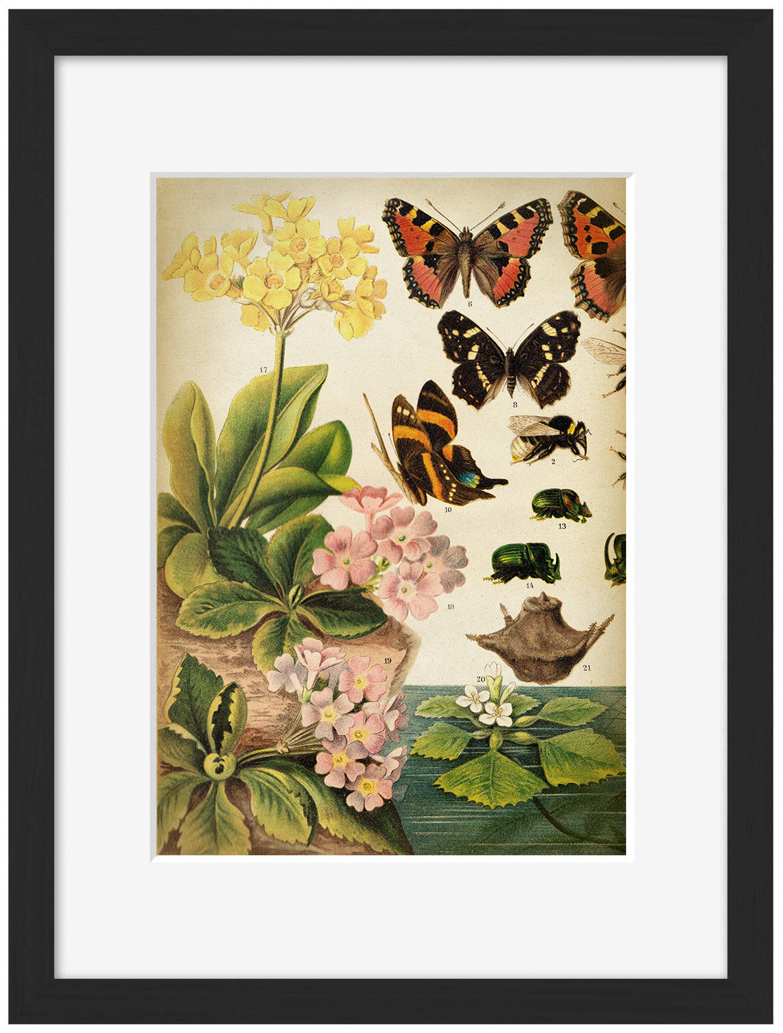 Butterflies Darwinism 1-botanical, print-Framed Print-30 x 40 cm-BLUE SHAKER