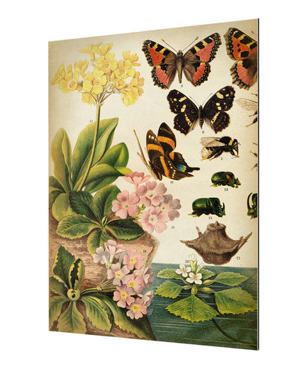 Butterflies Darwinism 1-botanical, print-Alu Dibond 3mm-40 x 60 cm-BLUE SHAKER